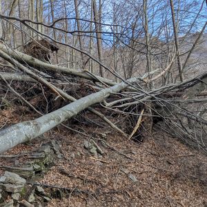 Sturmschäden März 2026